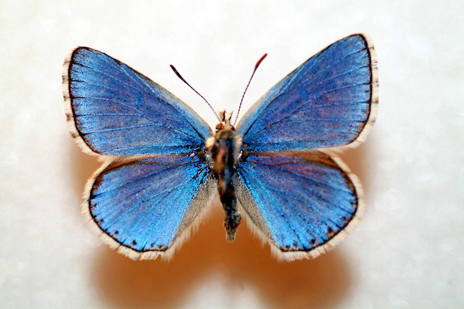Polyommatus bellargus (aberration) (Internet Image property of respective owner, non-commercial use only)